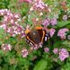 Душица обыкновенная семена, Origanum vulgare seeds 3