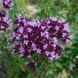 Душица обыкновенная семена, Origanum vulgare seeds 2