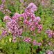 Душица обыкновенная семена, Origanum vulgare seeds 1
