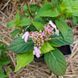 Гортензия японская чайная растение, Hydrangea serrata 'Oamacha' 1