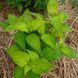 Гортензия японская чайная растение, Hydrangea serrata 'Oamacha' 2