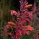 Лофант гірський насіння, Agastache rupestris seeds 1