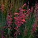 Лофант гірський насіння, Agastache rupestris seeds 2