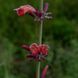 Лофант гірський насіння, Agastache rupestris seeds 3