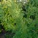 Полынь однолетняя семена, Artemisia annua seeds 3