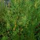 Полынь однолетняя семена, Artemisia annua seeds 2