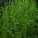 Полынь однолетняя семена, Artemisia annua seeds 5