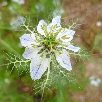 Чернушка дамасская семена, Nigella damascena seeds