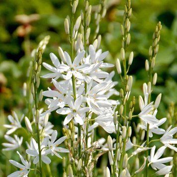 Камассия Лейхтлина белая семена, Camassia leichtlinii ssp. leichtlinii seeds