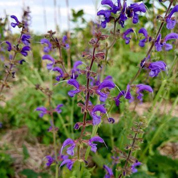 Шалфей луговой семена, Salvia pratensis seeds