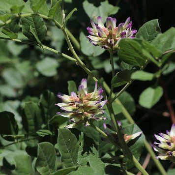 Солодка уральська рослина, Glycyrrhiza uralensis