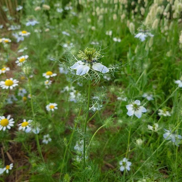 Чорнушка дамаська насіння, Nigella damascena seeds