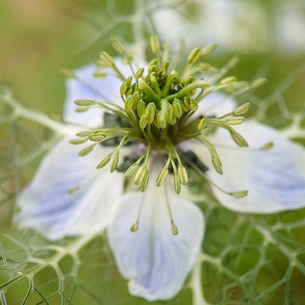 Чорнушка дамаська насіння, Nigella damascena seeds