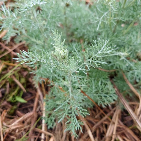 Полин блакитний бальзамічний рослина, Artemisia caerulescens ssp. caerulescens