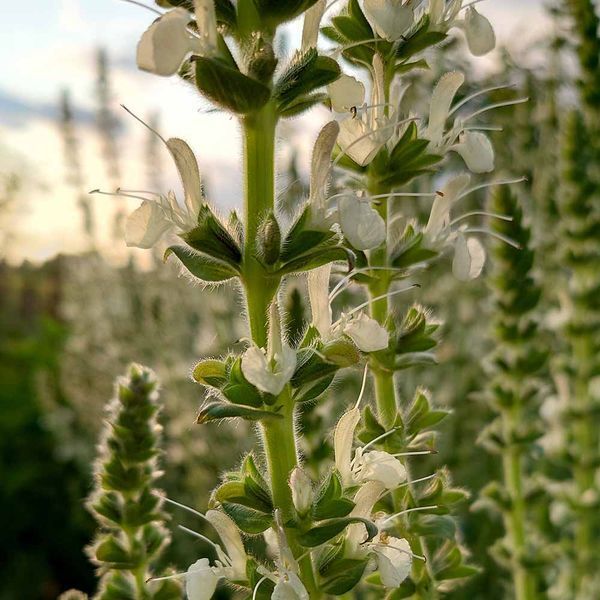 Шалфей австрийский семена, Salvia austriaca seeds