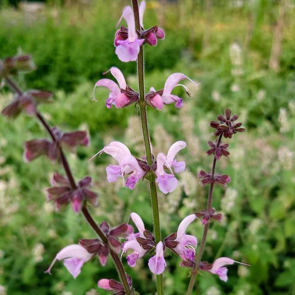 Шавлія лучна насіння, Salvia pratensis seeds