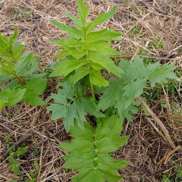 Валер'яна лікарська насіння, Valeriana officinalis seeds