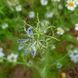 Чорнушка дамаська насіння, Nigella damascena seeds 4