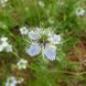 Чорнушка дамаська насіння, Nigella damascena seeds 5