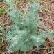 Полин блакитний бальзамічний рослина, Artemisia caerulescens ssp. caerulescens 1