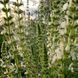 Шалфей австрийский семена, Salvia austriaca seeds 1