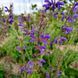 Шавлія лучна насіння, Salvia pratensis seeds 1