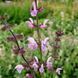 Шавлія лучна насіння, Salvia pratensis seeds 2
