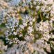 Валер'яна лікарська насіння, Valeriana officinalis seeds 6