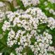 Валер'яна лікарська насіння, Valeriana officinalis seeds 2