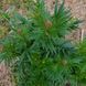 Валер'яна лікарська насіння, Valeriana officinalis seeds 4