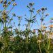 Валер'яна лікарська насіння, Valeriana officinalis seeds 3