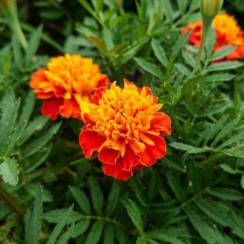 Бархатцы мелкоцветные семена, Tagetes patula seeds