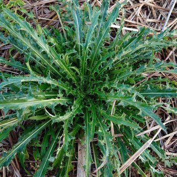 Колючник обыкновенный семена, Carlina vulgaris seeds