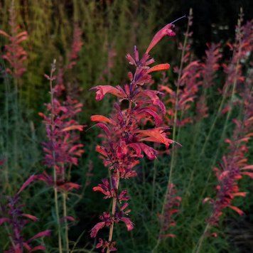 Лофант горный растение, Agastache rupestris