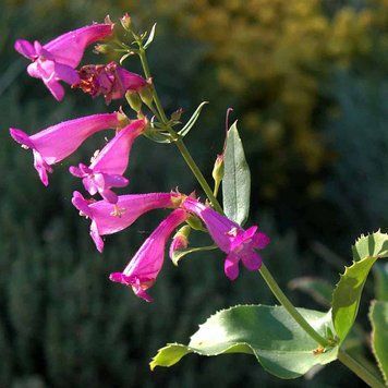 Пенстемон псевдо-видовищний насіння, Penstemon pseudospectabilis seeds