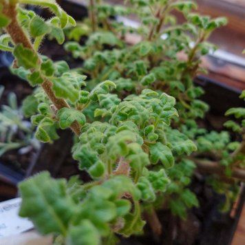 Плектрантус дуболистий рослина, Plectranthus venteri