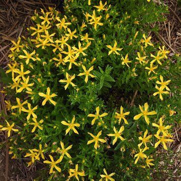 Зверобой восточный семена, Hypericum orientale seeds