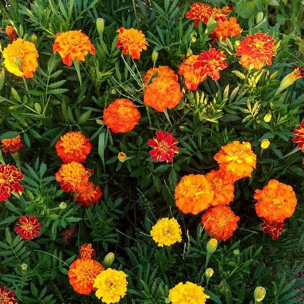 Бархатцы мелкоцветные семена, Tagetes patula seeds