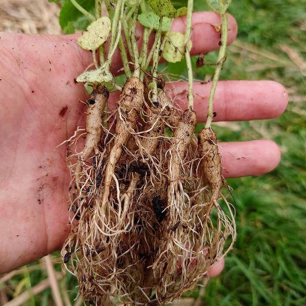 Котовник бульбистий рослина, Nepeta tuberosa