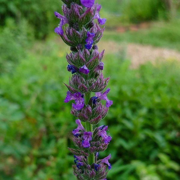 Котовник бульбистий рослина, Nepeta tuberosa