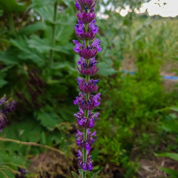 Котовник бульбистий рослина, Nepeta tuberosa