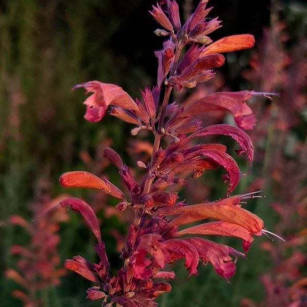 Лофант горный растение, Agastache rupestris