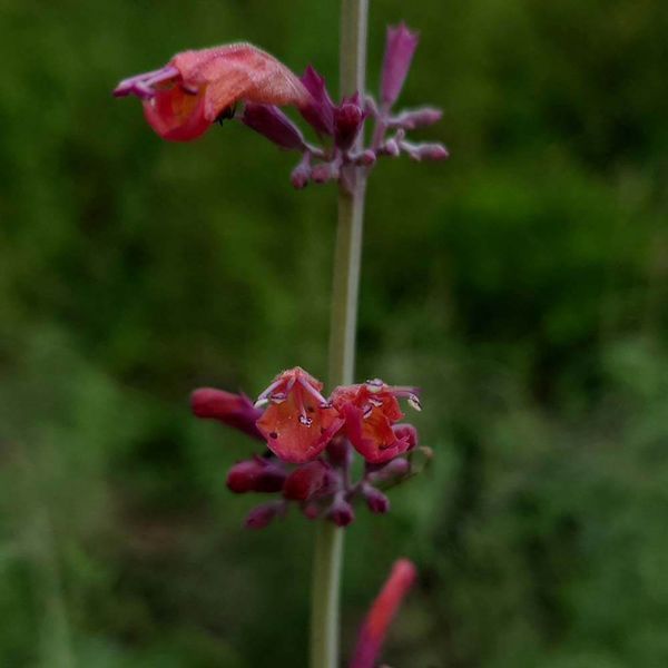 Лофант горный растение, Agastache rupestris