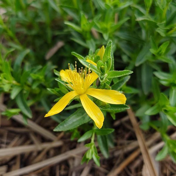 Зверобой восточный семена, Hypericum orientale seeds