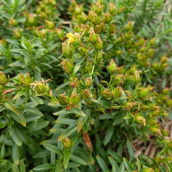 Зверобой восточный семена, Hypericum orientale seeds
