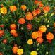 Бархатцы мелкоцветные семена, Tagetes patula seeds 2