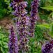 Котовник бульбистий рослина, Nepeta tuberosa 1