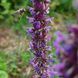 Котовник бульбистий рослина, Nepeta tuberosa 3