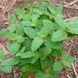 Котовник бульбистий рослина, Nepeta tuberosa 4