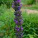 Котовник бульбистий рослина, Nepeta tuberosa 6